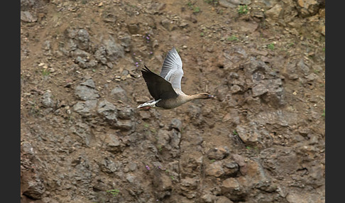 Kurzschnabelgans (Anser brachyrhynchus)