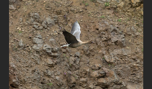 Kurzschnabelgans (Anser brachyrhynchus)