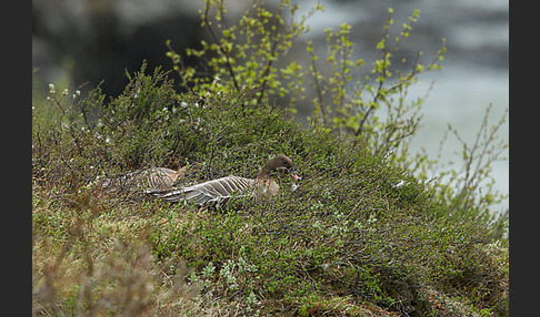 Kurzschnabelgans (Anser brachyrhynchus)