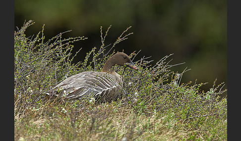 Kurzschnabelgans (Anser brachyrhynchus)