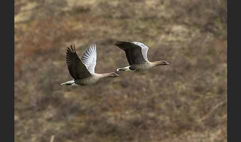 Kurzschnabelgans (Anser brachyrhynchus)