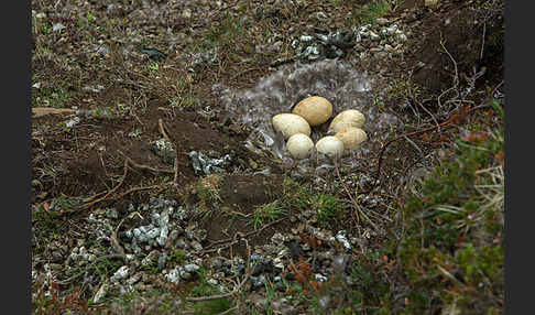 Kurzschnabelgans (Anser brachyrhynchus)