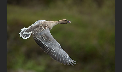 Kurzschnabelgans (Anser brachyrhynchus)