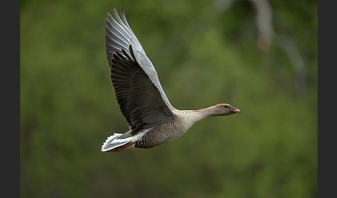 Kurzschnabelgans (Anser brachyrhynchus)