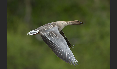 Kurzschnabelgans (Anser brachyrhynchus)