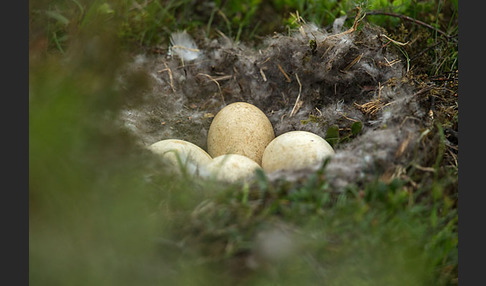 Kurzschnabelgans (Anser brachyrhynchus)