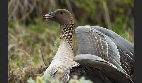 Kurzschnabelgans (Anser brachyrhynchus)