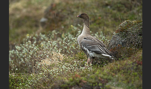 Kurzschnabelgans (Anser brachyrhynchus)