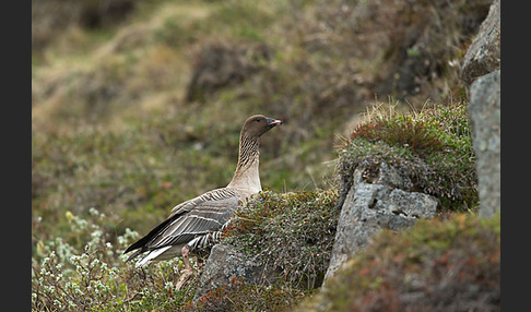 Kurzschnabelgans (Anser brachyrhynchus)