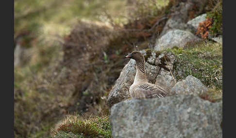 Kurzschnabelgans (Anser brachyrhynchus)