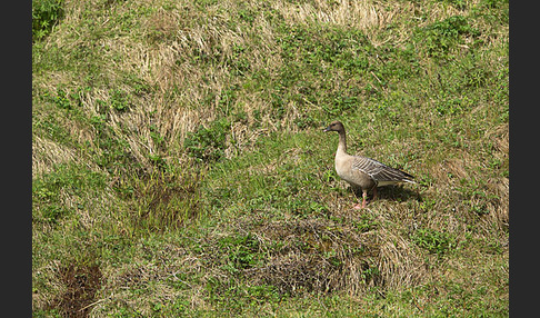 Kurzschnabelgans (Anser brachyrhynchus)