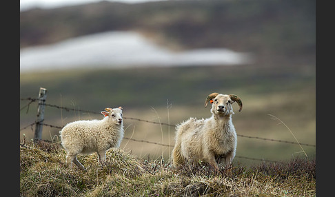 Islandschaf (Ovis orientalis f. aries)