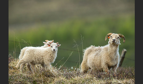 Islandschaf (Ovis orientalis f. aries)