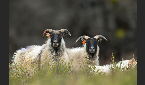 Islandschaf (Ovis orientalis f. aries)