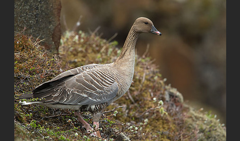 Kurzschnabelgans (Anser brachyrhynchus)