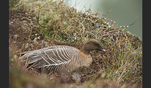 Kurzschnabelgans (Anser brachyrhynchus)