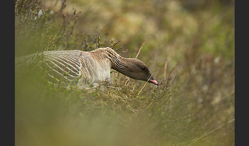 Kurzschnabelgans (Anser brachyrhynchus)