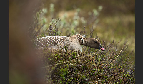 Kurzschnabelgans (Anser brachyrhynchus)