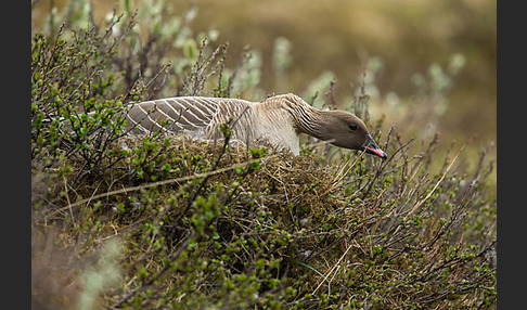 Kurzschnabelgans (Anser brachyrhynchus)