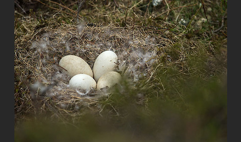 Kurzschnabelgans (Anser brachyrhynchus)