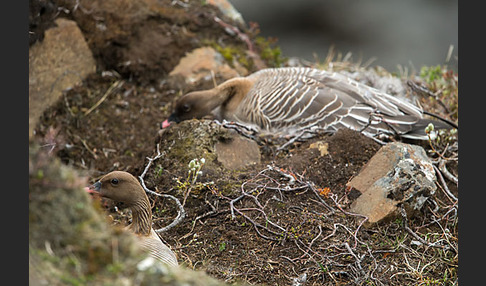 Kurzschnabelgans (Anser brachyrhynchus)