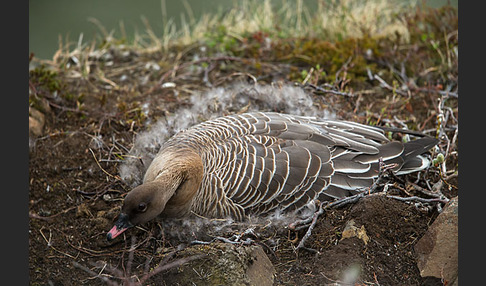 Kurzschnabelgans (Anser brachyrhynchus)