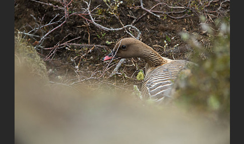 Kurzschnabelgans (Anser brachyrhynchus)