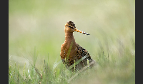 Uferschnepfe (Limosa limosa)