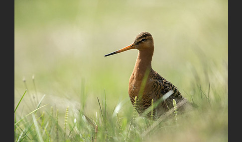 Uferschnepfe (Limosa limosa)