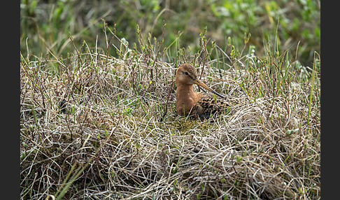 Uferschnepfe (Limosa limosa)