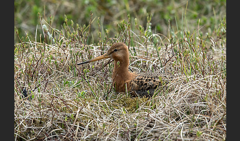 Uferschnepfe (Limosa limosa)