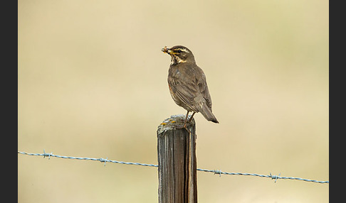 Rotdrossel (Turdus iliacus)