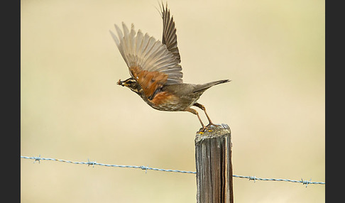 Rotdrossel (Turdus iliacus)