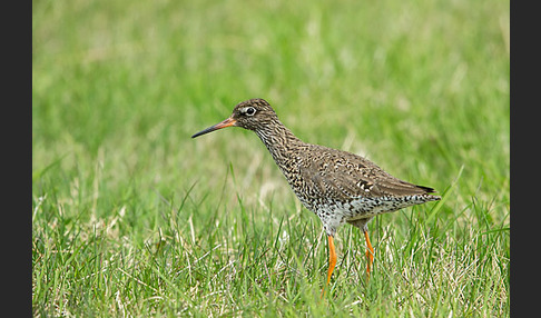 Rotschenkel (Tringa totanus)