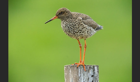 Rotschenkel (Tringa totanus)