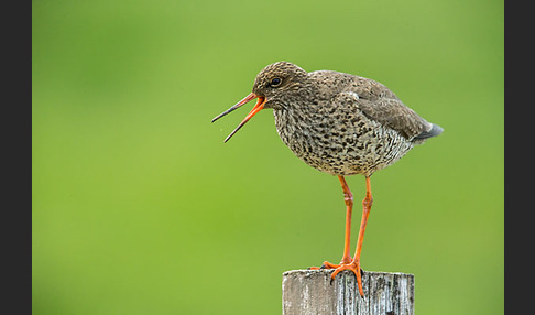 Rotschenkel (Tringa totanus)