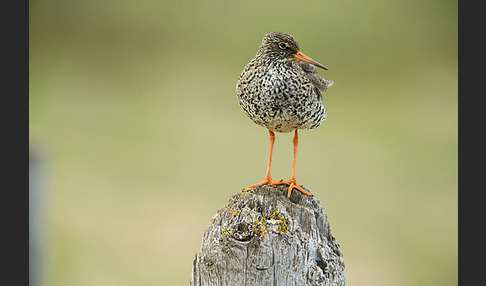 Rotschenkel (Tringa totanus)