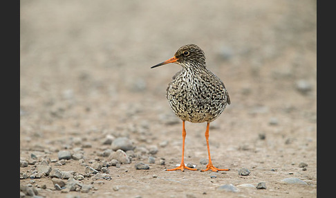 Rotschenkel (Tringa totanus)