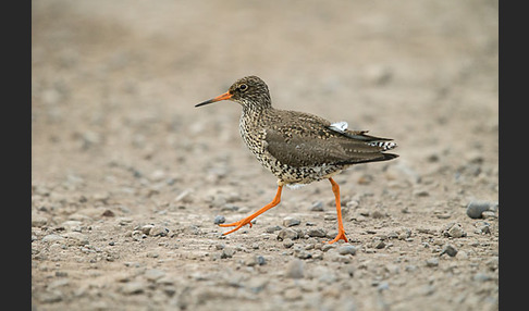 Rotschenkel (Tringa totanus)