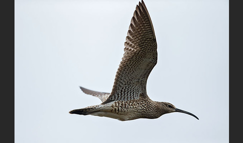 Regenbrachvogel (Numenius phaeopus)