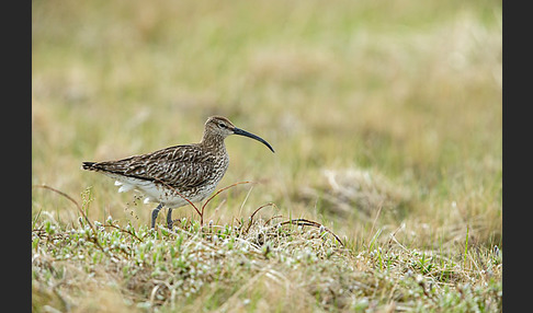 Regenbrachvogel (Numenius phaeopus)