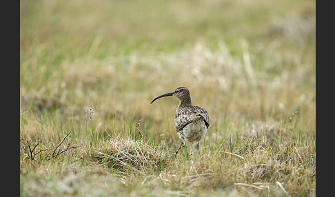 Regenbrachvogel (Numenius phaeopus)