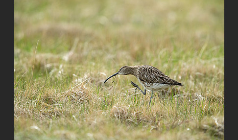 Regenbrachvogel (Numenius phaeopus)