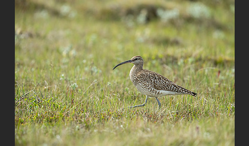 Regenbrachvogel (Numenius phaeopus)