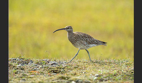 Regenbrachvogel (Numenius phaeopus)