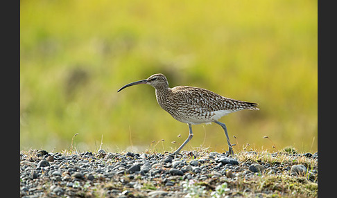 Regenbrachvogel (Numenius phaeopus)