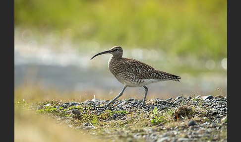 Regenbrachvogel (Numenius phaeopus)