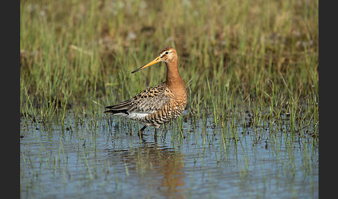 Uferschnepfe (Limosa limosa)