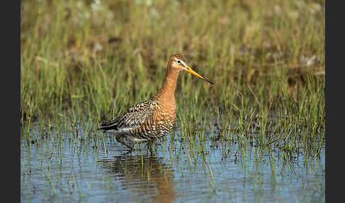 Uferschnepfe (Limosa limosa)