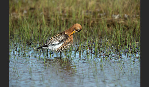 Uferschnepfe (Limosa limosa)